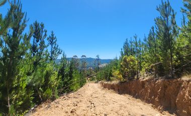 VENTA DE PARCELAS 5000MTS2 CAUQUENES