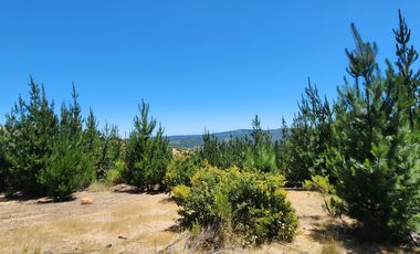 VENTA DE PARCELAS 5000MTS2 CAUQUENES