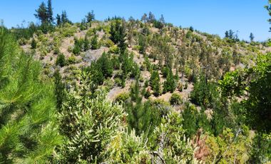 VENTA DE PARCELAS 5000MTS2 CAUQUENES