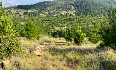 VENTA DE PARCELAS 5000MTS2 CAUQUENES