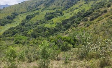 VENTA FINCA GANADERA CONCORDIA, SUROESTE ANTIOQUEÑO