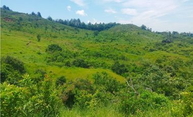 VENTA FINCA GANADERA CONCORDIA, SUROESTE ANTIOQUEÑO