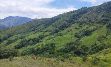 VENTA FINCA GANADERA CONCORDIA, SUROESTE ANTIOQUEÑO