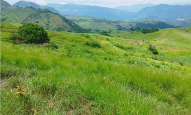 VENTA FINCA GANADERA CONCORDIA, SUROESTE ANTIOQUEÑO