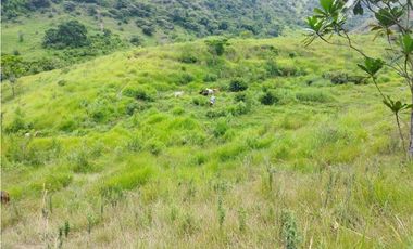 VENTA FINCA GANADERA CONCORDIA, SUROESTE ANTIOQUEÑO