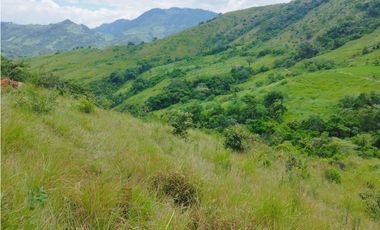 VENTA FINCA GANADERA CONCORDIA, SUROESTE ANTIOQUEÑO