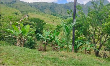 VENTA FINCA GANADERA CONCORDIA, SUROESTE ANTIOQUEÑO