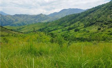 VENTA FINCA GANADERA CONCORDIA, SUROESTE ANTIOQUEÑO