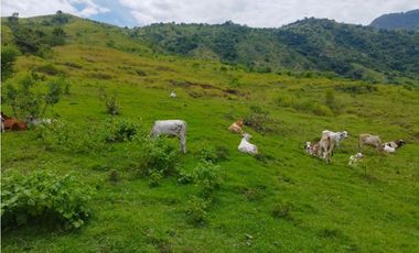 VENTA FINCA GANADERA CONCORDIA, SUROESTE ANTIOQUEÑO