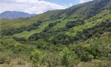 VENTA FINCA GANADERA CONCORDIA, SUROESTE ANTIOQUEÑO