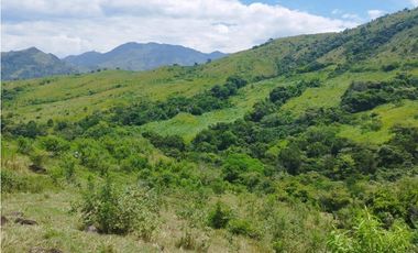 VENTA FINCA GANADERA CONCORDIA, SUROESTE ANTIOQUEÑO