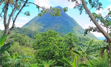 VENTA DE FINCA EN VENECIA SUROESTE ANTIOQUEÑO