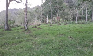 VENTA DE LOTE FREDONIA,SUROESTEANTIOQUEÑO.