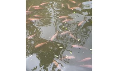 VENTA FINCA TMESIS, SUROESTE ANTIOQUEÑO