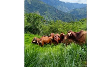 VENTA FINCA SANTA BARBARA, SUROESTE ANTIOQUEÑO