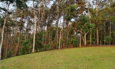 vendo o alquilo una finca en cermeño de Capira