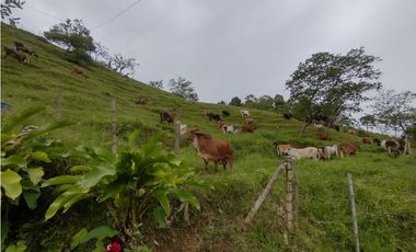 VENTA DE FINCA GANADERA