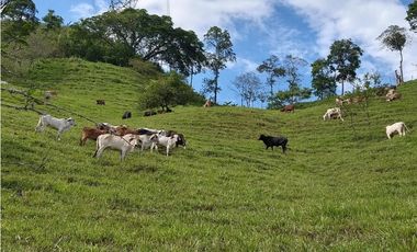VENTA DE FINCA GANADERA