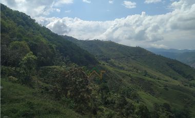 Vendo Finca de 550 cuadras en Betulia productiva y ganadera