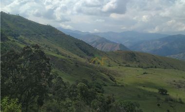 Vendo Finca de 550 cuadras en Betulia productiva y ganadera