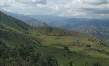 Vendo Finca de 550 cuadras en Betulia productiva y ganadera