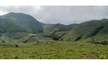 Vendo Finca de 550 cuadras en Betulia productiva y ganadera