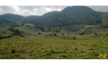 Vendo Finca de 550 cuadras en Betulia productiva y ganadera
