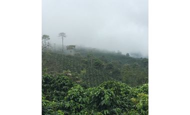 Se Vende Finca Cafetera En Caicedonia 9160138