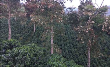 Se Vende Finca Cafetera En Caicedonia 9160138