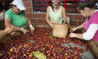 Se Vende Finca Cafetera En Caicedonia 9160138