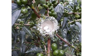Se Vende Finca Cafetera En Caicedonia 9160138