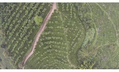 Se Vende Finca Cafetera En Caicedonia 9160138