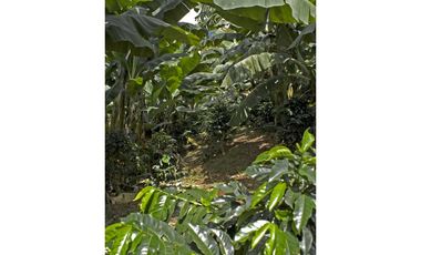 Se Vende Finca Cafetera En Caicedonia 9160138