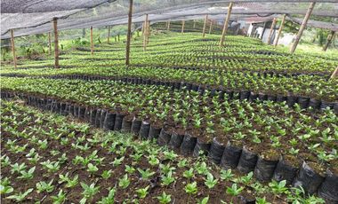 Se Vende Finca Cafetera En Caicedonia 9160138
