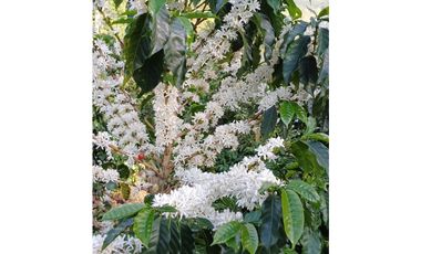 Se Vende Finca Cafetera En Caicedonia 9160138