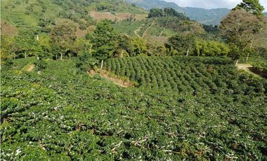 Se Vende Finca Cafetera En Caicedonia 9160138