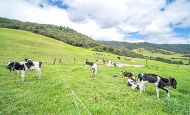 Hacienda en Venta en Tarqui, Cuenca, Azuay - 64,8 Hectareas - Hacienda Ganadera