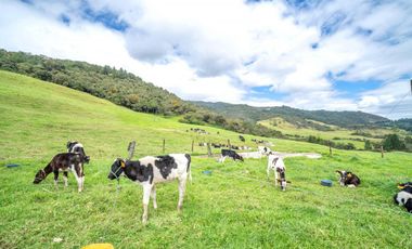 Hacienda en Venta en Tarqui, Cuenca, Azuay - 64,8 Hectareas - Hacienda Ganadera