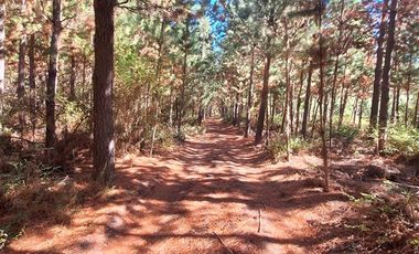 Parcela en Venta en El Pino,Laja