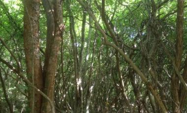 Terreno en venta en Conkal, Merida Yucatan