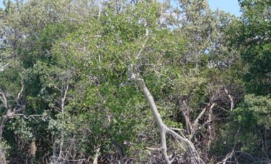 Terreno en venta en Conkal, Merida Yucatan
