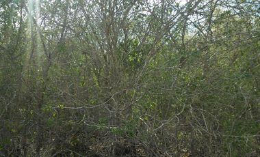 Terreno en Venta en Conkal, Merida Yucatán