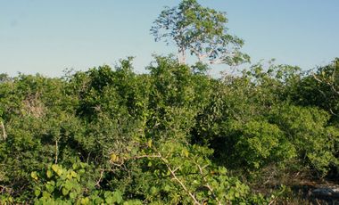 Terreno en Venta en Conkal, Merida Yucatán