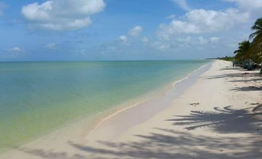 Macrolotes en Playa Celestún, Yucatán.