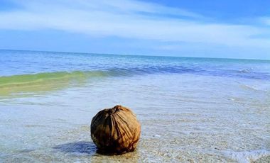 Macrolotes en Playa Celestún, Yucatán.