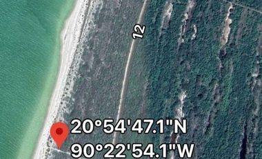 Macrolotes en Playa Celestún, Yucatán.