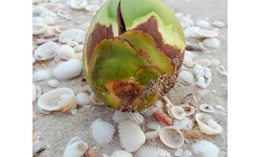 Macrolotes en Playa Celestún, Yucatán.