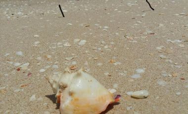 Macrolotes en Playa Celestún, Yucatán.