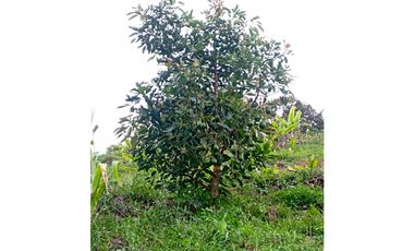 FINCA EN VENTA SAN VICENTE FERRER