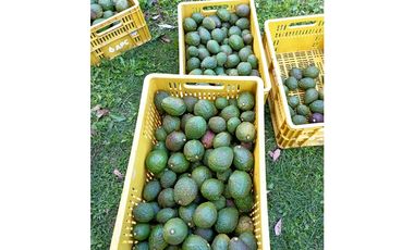 FINCA EN VENTA SAN VICENTE FERRER